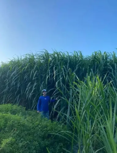 JA JA CHEGA O VERAO ,PLANTE AGORA BRS CAPIAÇU E KURUMI