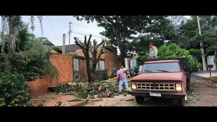 Corte e remoção de árvores limpeza de terreno jardinagem Emanuel