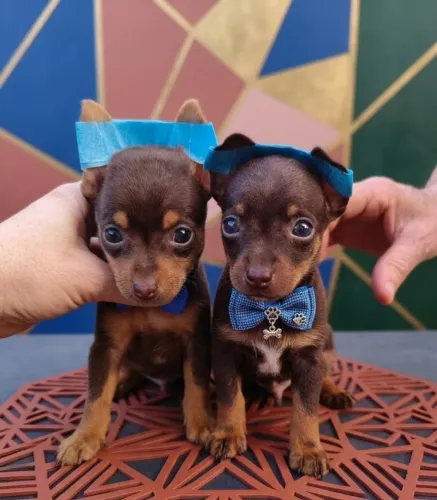 Pequeno, Esperto e Carinhoso Pinscher Chocolate