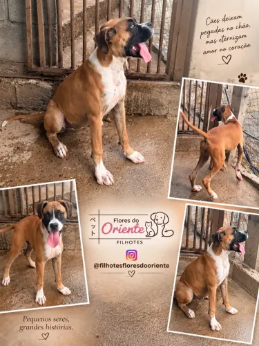 Boxer fêmea Insta gram @filhotesfloresdooriente