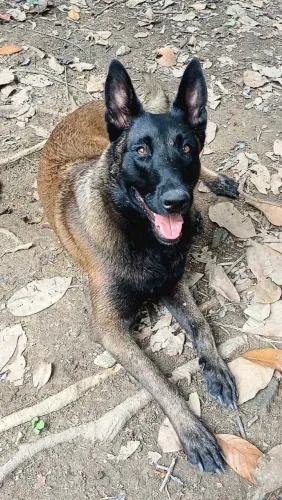 Último filhote de Pastor Belga Malinois da Ogra Santa Fera X Apolo Black Wolves