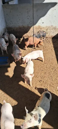 Vende-se leitoas