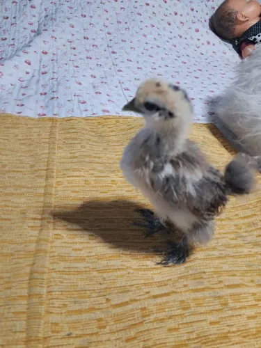 Pintinhos filhotes de galinha sedosa do Japão original 27 dias  
