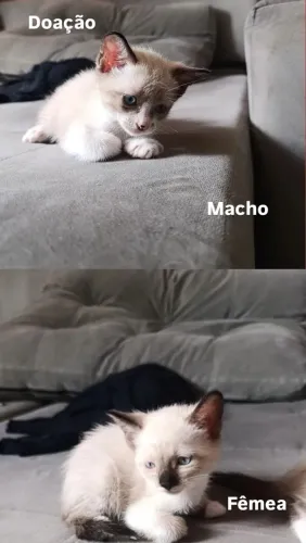 Gatinhos pra doação