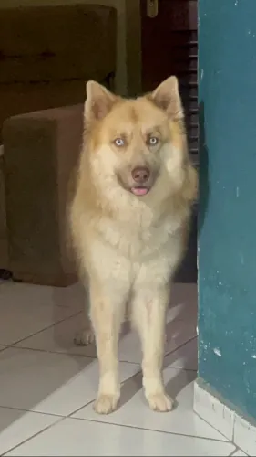 DOAÇÃO DOIS HUSKY (MACHO / FÊMEA)
