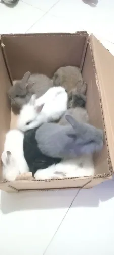 Filhotes de coelhos