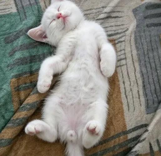 Filhote de gata pra adoção