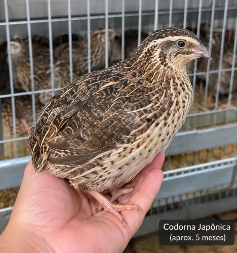 Codorna japônica