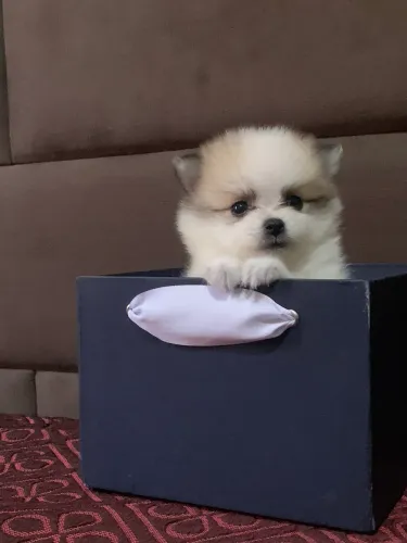 Spitz alemão anao 