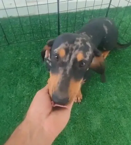 Dachshunds