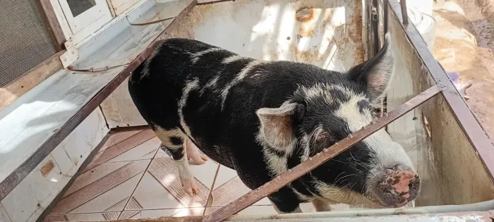 Porco Caipira Reprodutor 160 Quilos