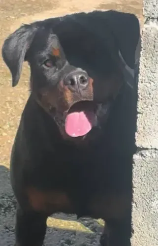 Rottweiler