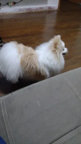Sptiz alemão ou lulu da pomerania