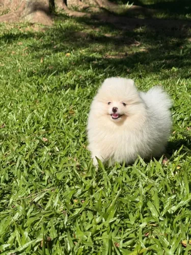 Filhote de spitz alemão