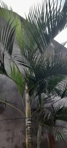 Palmeira areca