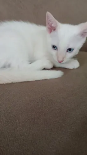 Filhotes de gatos pra adoção responsável