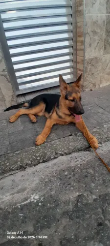 Filhote de pastor alemão