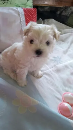  Maltês Mini. Machinho