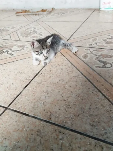 Doar gatinhos