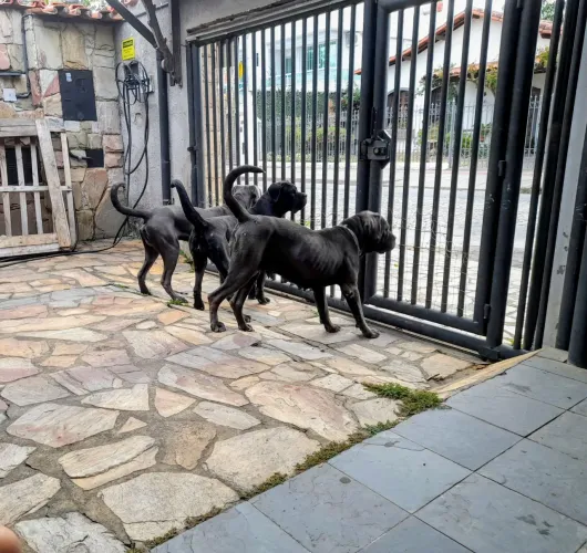 Filhotes de cane corso italiano! 