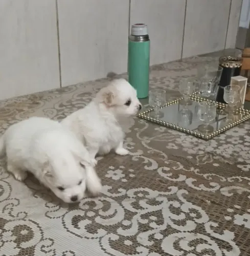Vende-se filhotes Lulu da Pomerânia 2 machos valor 800,00 cada