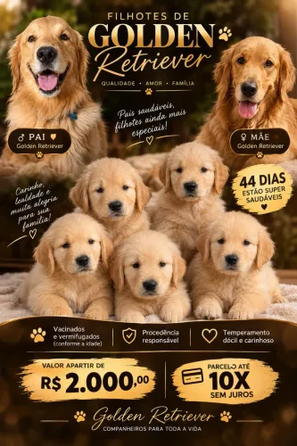 Filhotes Goldem retriver são mais pessoalmente muito saudáveis e brincalhões