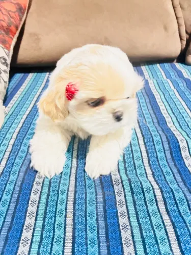 Cachorro filhote shitzu fêmea
