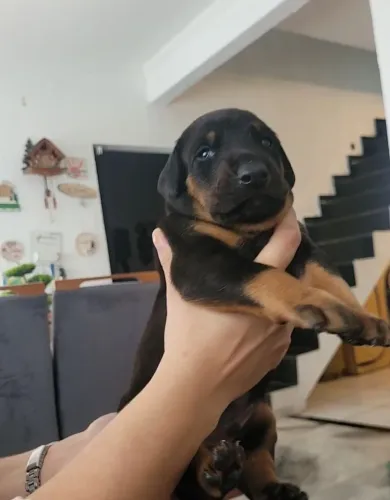 Doberman europeus