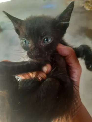 Gatinhos abandonados 