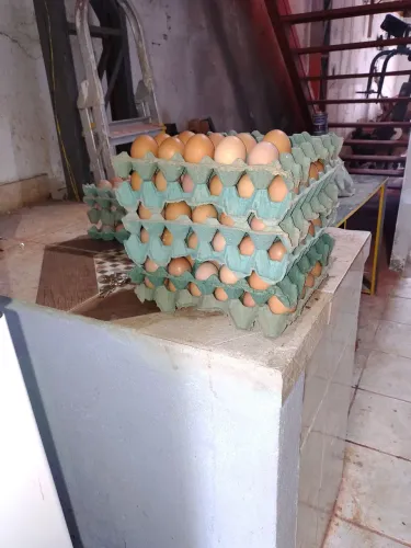 Ovos de galinha caipira 