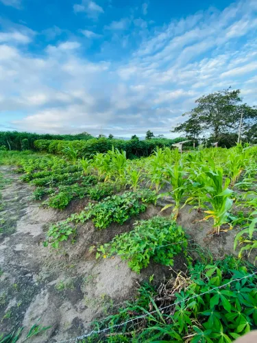 ? Terreno Rural à Venda em Anadia - Alagoas ?
