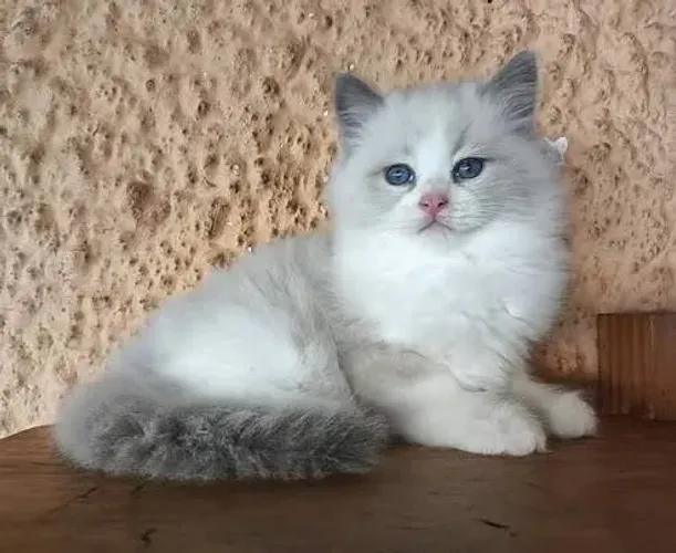 Filhote femea de gato ragdoll - ADOÇÃO