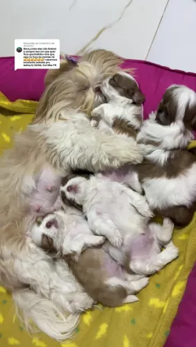 Shihtzu