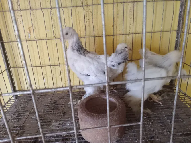 Galinha Brahma light com 2 meses