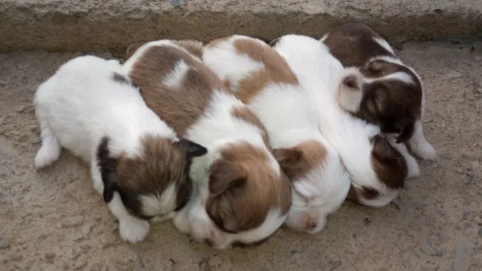 Shih Tzu para reservar