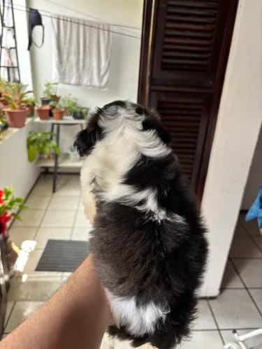Shih tzu fêmea preta e branca