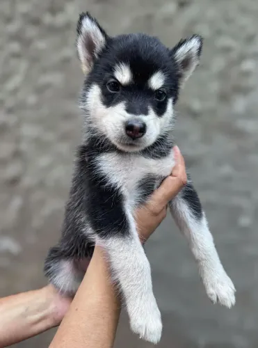 Lindo Husky a venda!