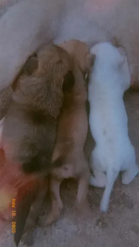 Doação de filhotes de cachorro tem 2 que acho q são de raça e não tenho condições de ficar