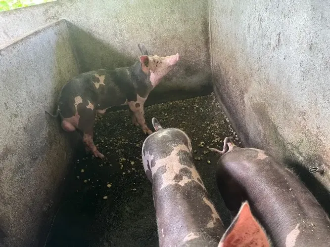 Porcos
