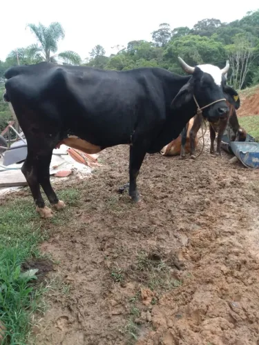 Boi e Vacas