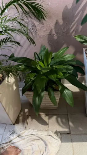 Plantas