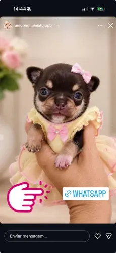 Chihuahua 