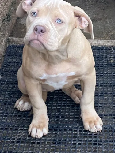 PIT MONSTER 