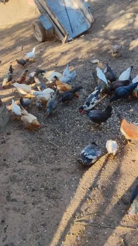 Vendo galinhas de médio e pequeno porte