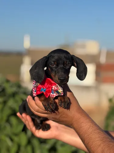 Daschund macho 