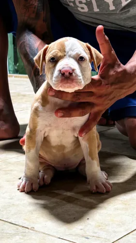 Pitmonster, Brazilian Bull.