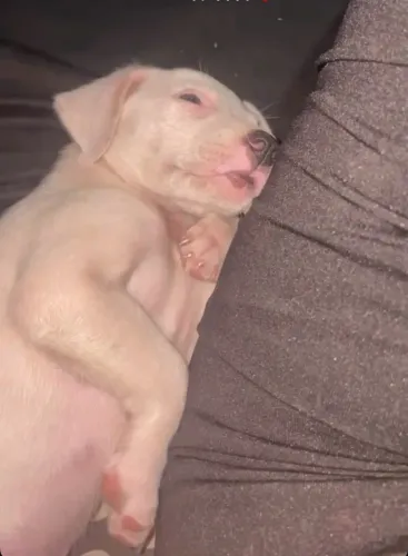 Doação de cachorra