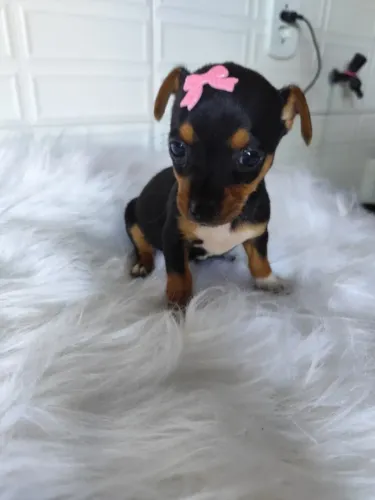 Pinscher