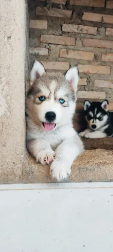 Filhotes de Husky Siberiano 