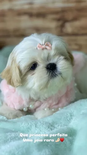 SHIHTZU com pedigree